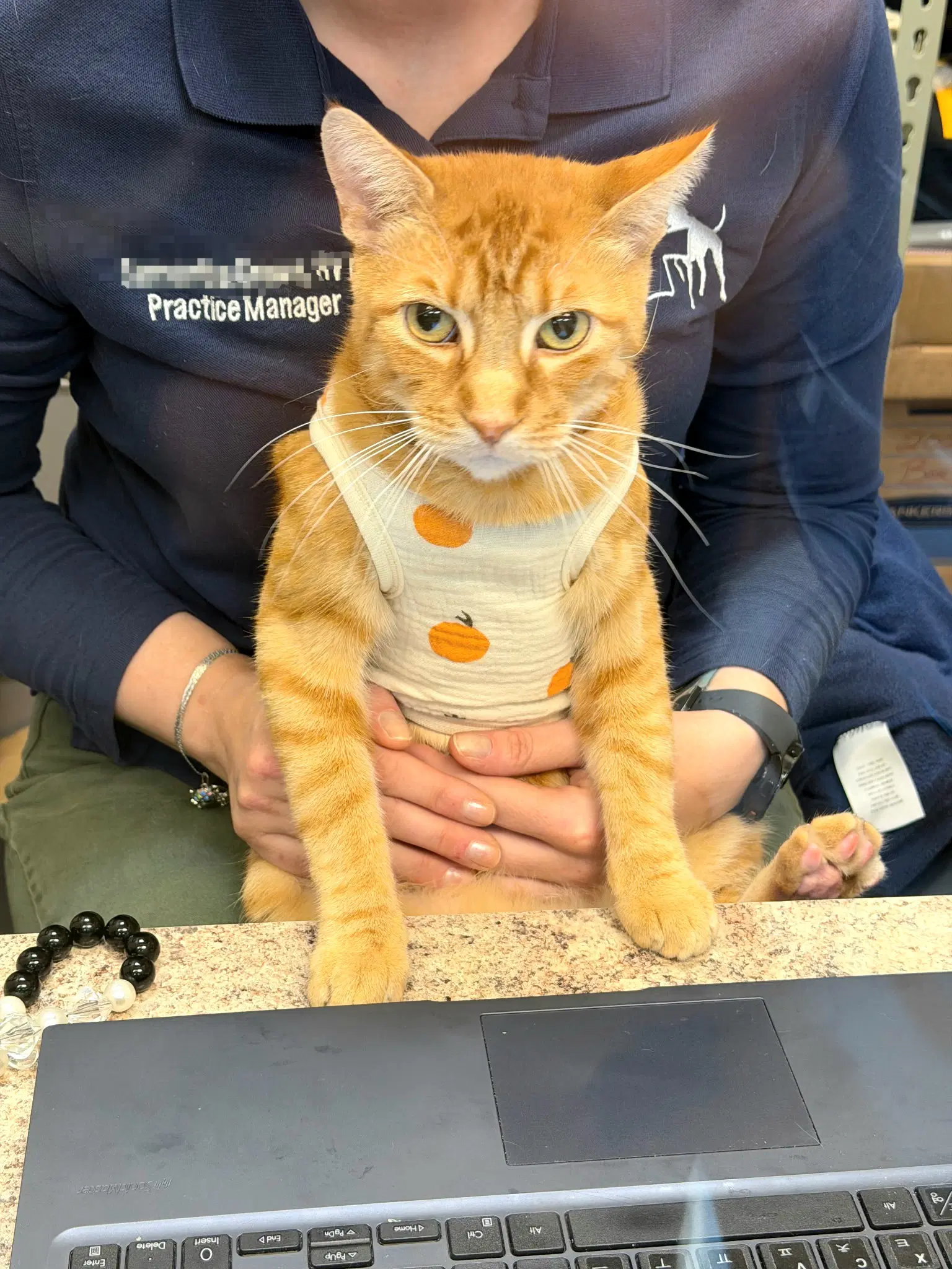 Ignatius - Tabby