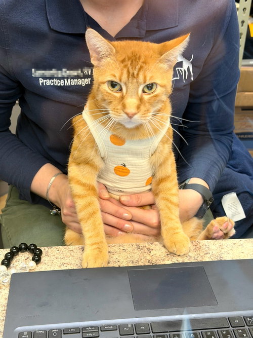 Ignatius, a cat for adoption from MACS Friends Animal Rescue Inc