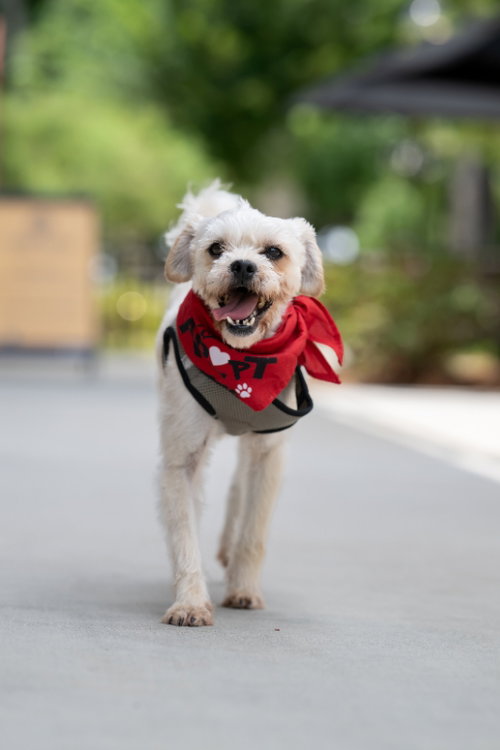 Marco, an adoptable Lhasa Apso in Auburn, GA