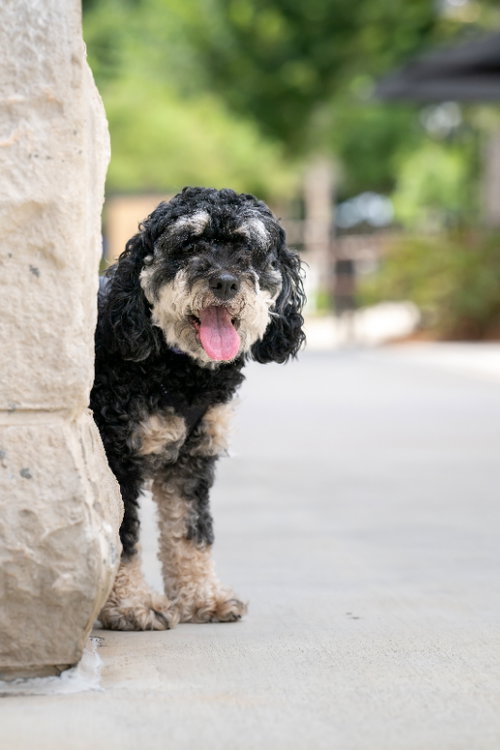Ava, an adoptable Cockapoo in Auburn, GA