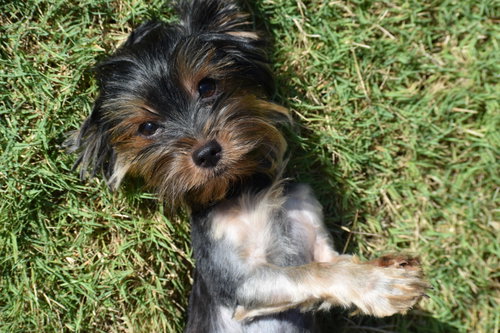 Photo 6 of Luna