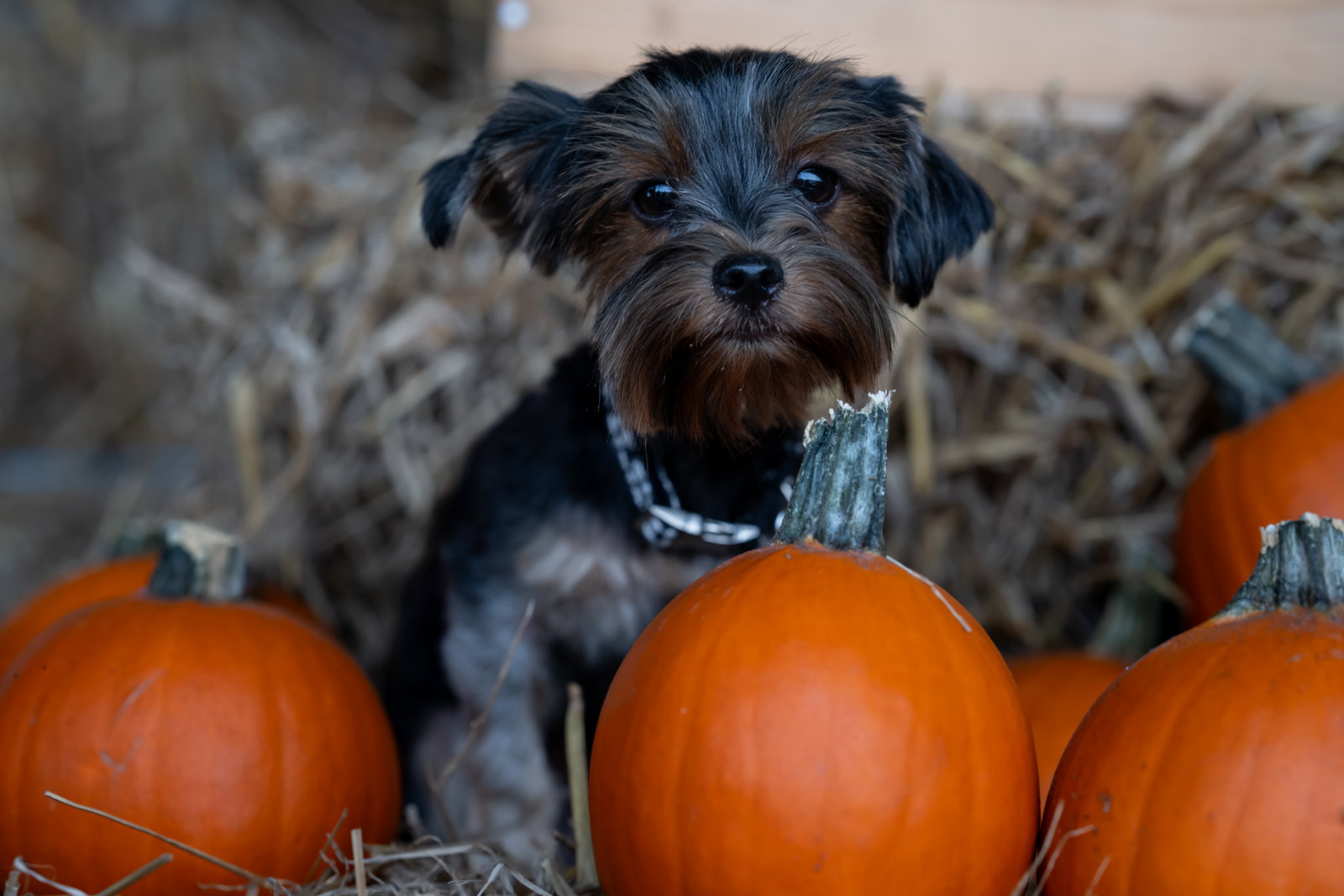 Luna, Yorkshire Terrier Yorkie