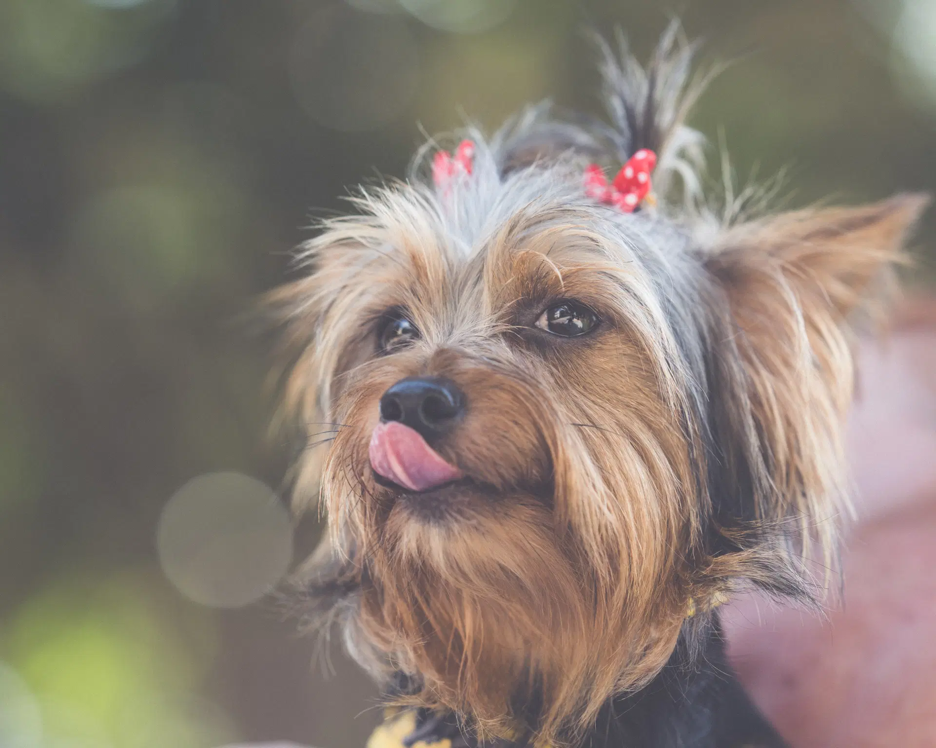 Venus - Yorkshire Terrier Yorkie