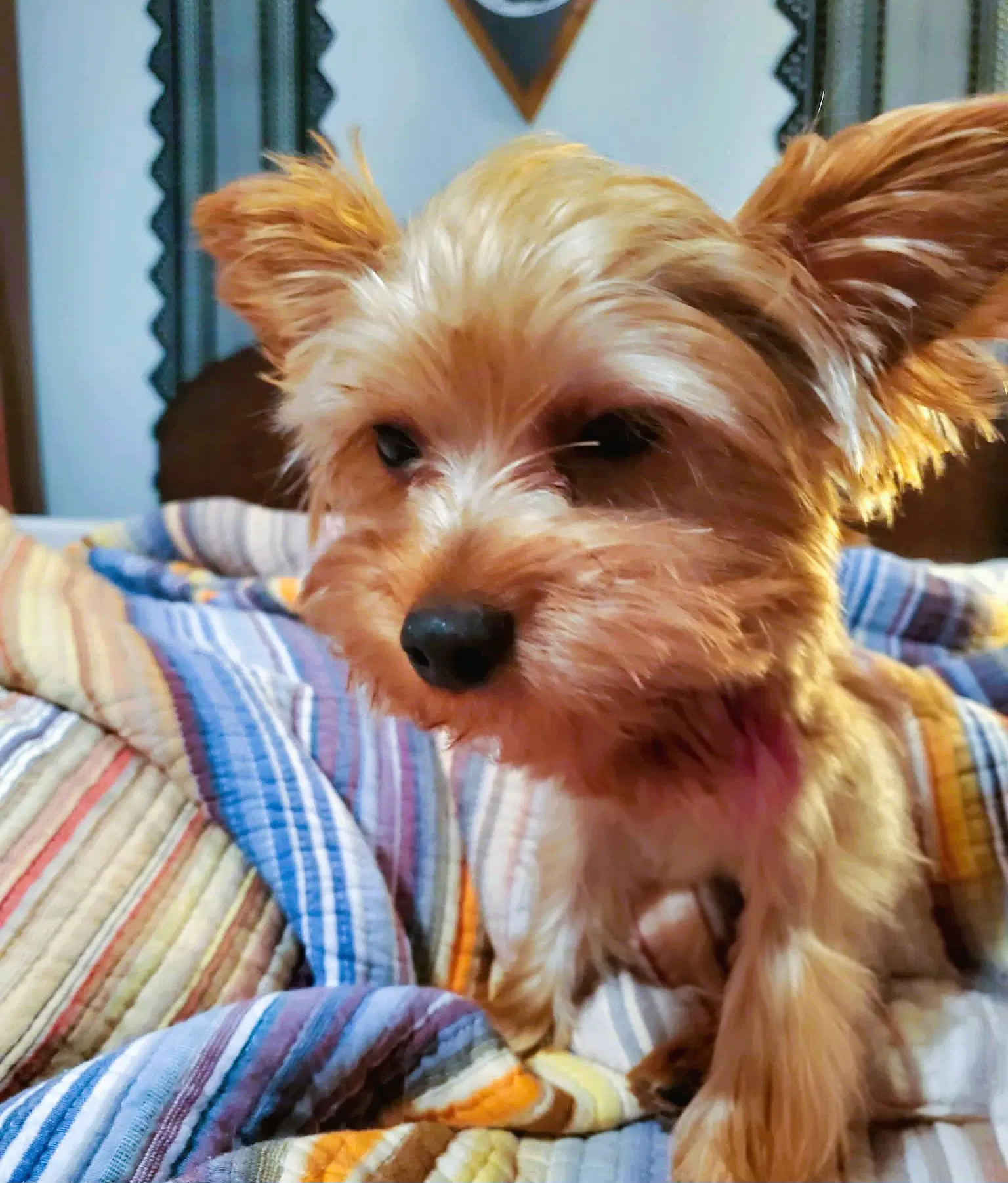 Orion - Yorkshire Terrier Yorkie