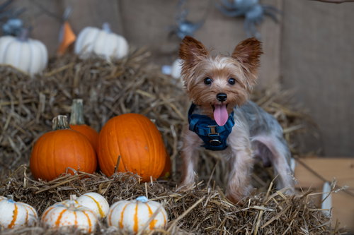 Orion, a dog for adoption from MACS Friends Animal Rescue Inc