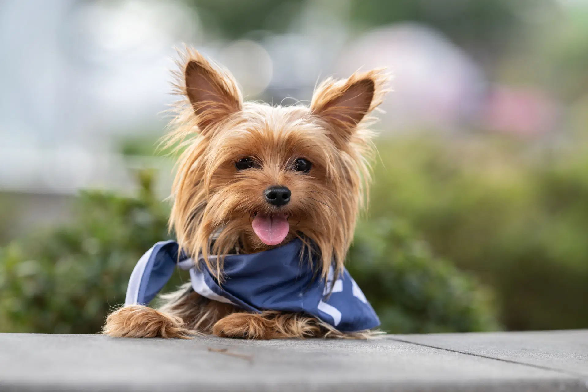 Comet - Yorkshire Terrier Yorkie