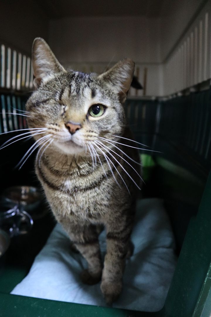 adoptable Cat in Apollo, PA named Mindy