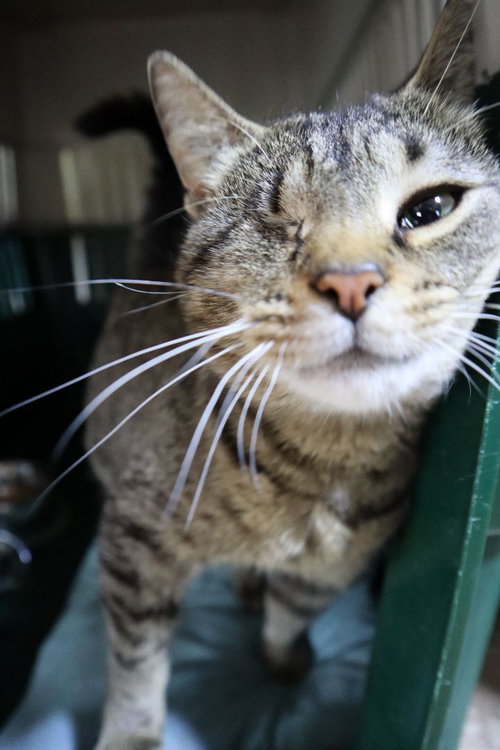 MINDY - Tabby / Domestic Short Hair available for adoption