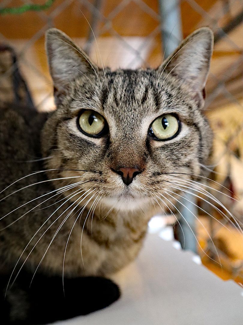 adoptable Cat in Apollo, PA named Sneaky Pete