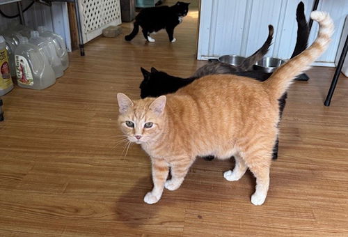 picture of the cat needing adoption