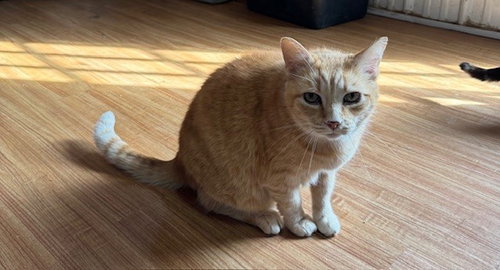 MOUNTAIN BOY - Domestic Short Hair available for adoption