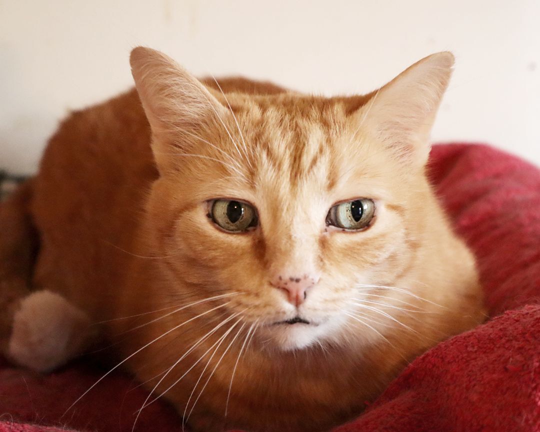 adoptable Cat in Apollo, PA named Mountain Boy