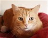 adoptable Cat in apollo, PA named Mountain Boy