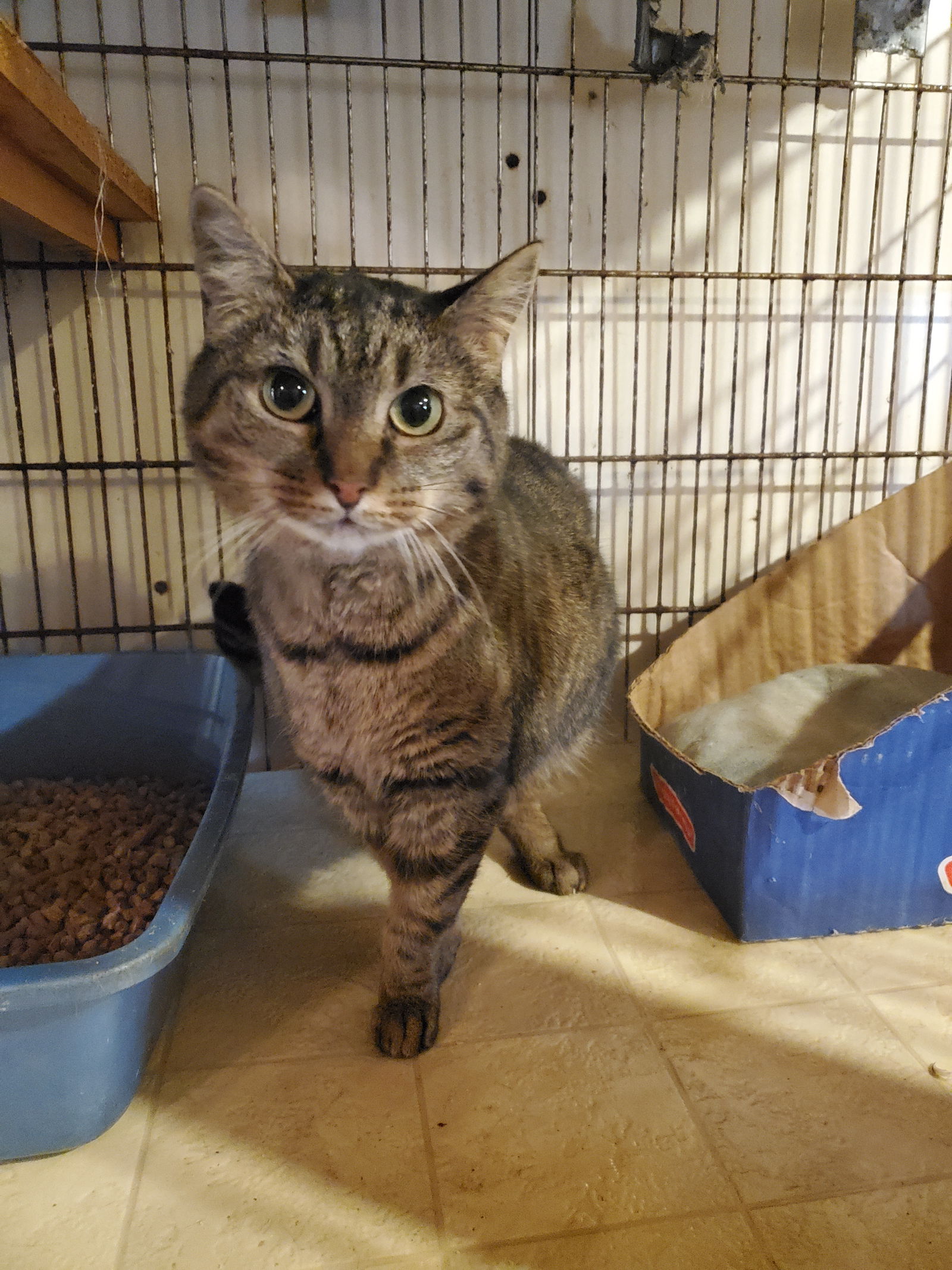 adoptable Cat in Apollo, PA named Little