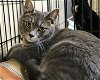 adoptable Cat in apollo, PA named Grayson