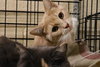 Mittens - Photo 2