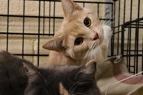 MITTENS - Extra-Toes Cat (Hemingway Polydactyl) / Domestic Short Hair available for adoption