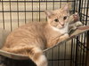 Mittens - Photo 3