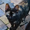 adoptable Cat in apollo, PA named Kit