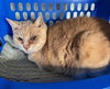 Sammie - Photo 2