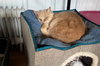 Sammie - Photo 3