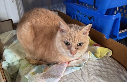 picture of the cat needing adoption