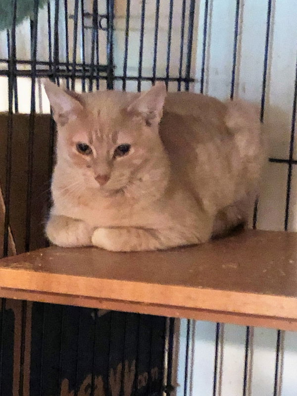 Sammie