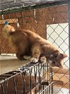 adoptable Cat in apollo, PA named Hearty