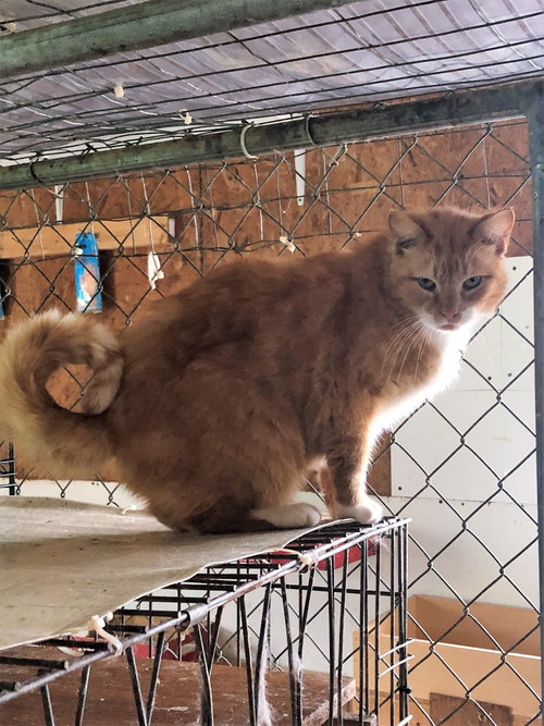 HEARTY - Tabby / Domestic Medium Hair available for adoption