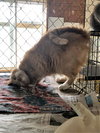 Hearty - Photo 4
