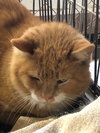 Hearty - Photo 6