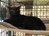 Eve (Sister to ChinChin) - Photo 2