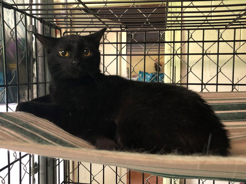 EVE (SISTER TO CHINCHIN) - Domestic Medium Hair available for adoption