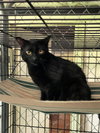 Eve (Sister to ChinChin) - Photo 3
