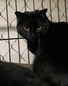 Eve (Sister to ChinChin) - Photo 6