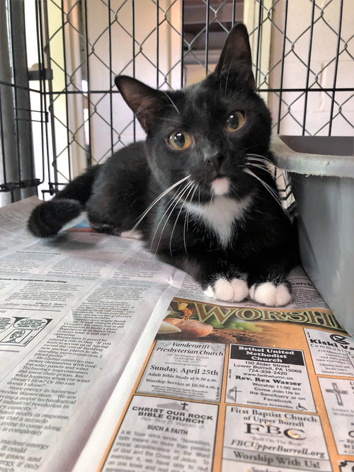 CHINCHIN (BROTHER TO EVE) - Tuxedo / Domestic Short Hair available for adoption