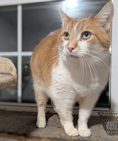 CALLIE - Manx / Tabby available for adoption