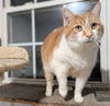 adoptable Cat in  named Callie
