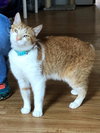 Callie - Photo 4