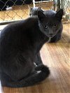 adoptable Cat in , PA named Flash