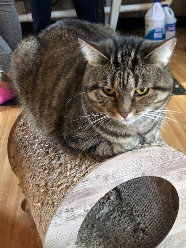 Greta