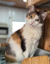 adoptable Cat in  named Gravity