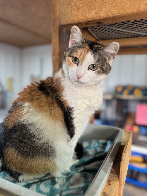 GRAVITY - Calico / Domestic Short Hair available for adoption