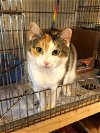 adoptable Cat in apollo, PA named Gravity