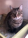 adoptable Cat in apollo, PA named Lena