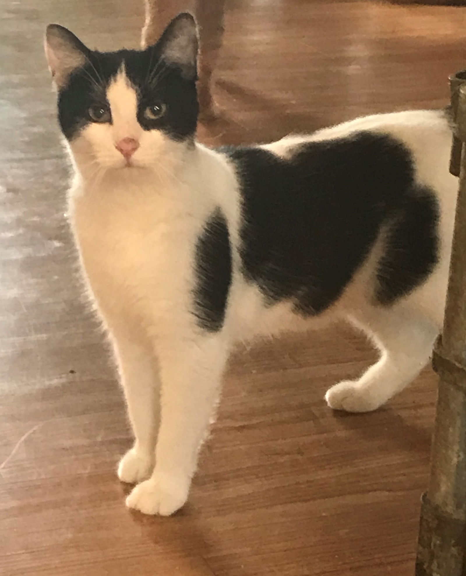 adoptable Cat in Apollo, PA named Oreo