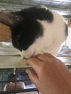 Oreo - Photo 2