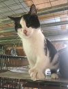 Oreo - Photo 3