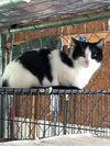 Oreo - Photo 4