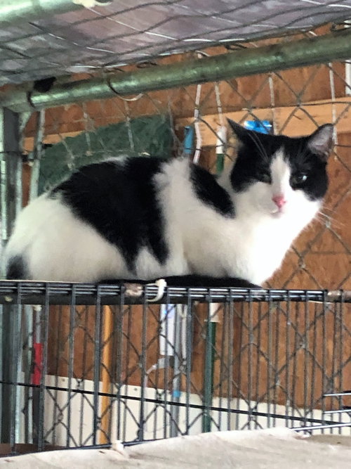 Photo 4 of Oreo